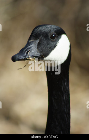 Gänse in Inglewood Vogelschutzgebiet, Calgary, Alberta Stockfoto