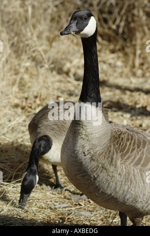 Kanadagans (Branta Canadensis) in Inglewood Vogelschutzgebiet, Calgary, Alberta Stockfoto