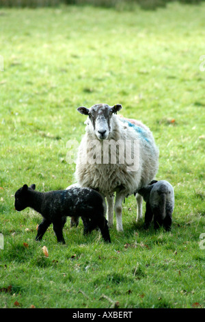 FRÜHJAHR LÄMMER AM CULHEAD DIE BLACKDOWN HÜGEL AN DER GRENZE DEVON SOMERSET Stockfoto