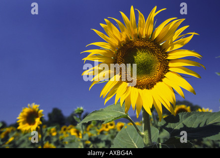 Sonnenblumenfeld Katalonien Spanien Stockfoto