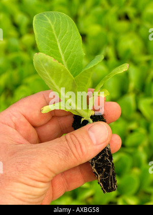 Salat Stockfoto