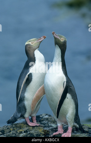 Yellow-Eyed Pinguine (Megadyptes Antipodes) gefährdet, Enderby Insel Neuseeland subantarktischen Auckland-Inseln Stockfoto