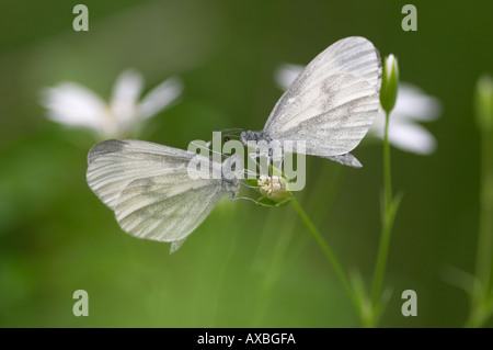 Weiße Holz Leptidea sinapis Stockfoto