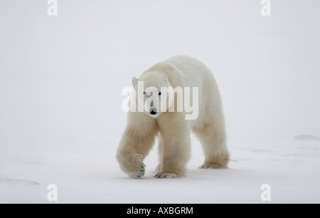 Ein Eisbär in der Tundra, Churchill, Manitoba, Kanada Stockfoto