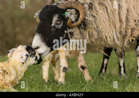 Swaledale Ewe mit Neugeborenen Lämmer Mule Cumbria Stockfoto