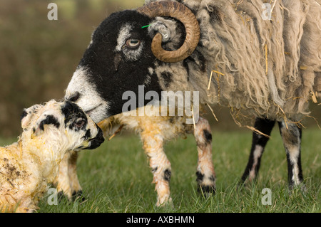 Swaledale Ewe mit Neugeborenen Lämmer Mule Cumbria Stockfoto