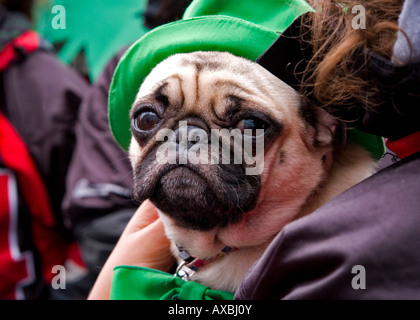Ein Mops Hund verkleidet für den St. Patricks Day Parade am 16. März 2008 in Montreal, Quebec, Kanada. Stockfoto