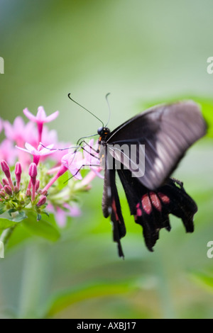 Rosa und schwarzen Schmetterling auf Blume Stockfoto