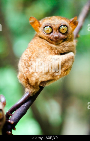 Ein Koboldmaki in Bohol gefunden. Stockfoto