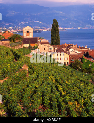 Der Schweiz Lac Leman St-Saphorin terrassierten Weinberg Stockfoto