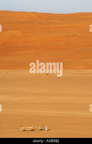 Ein Beduine seine arabischen Kamele (Camelus Dromedarius) über der Wüste Wahiba Sands (Ramlat al Wahaybah) in Oman führt. Stockfoto