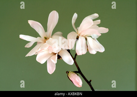 MAGNOLIA X LOEBNERI MERRILL AGM Stockfoto