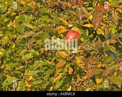 Windfall Äpfel auf farbigen Herbst Blätter Stockfoto