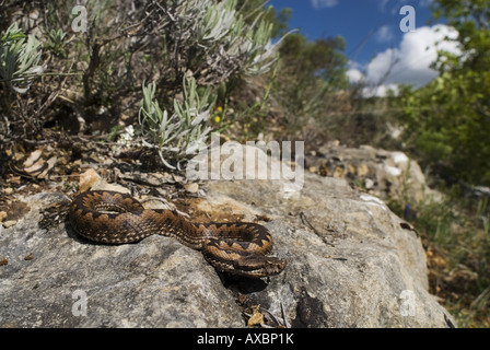 stupsnasige Viper, Latastes Viper (Vipera Latastei), Männlich, Sonnen, Spanien, Burgos Stockfoto