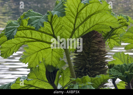 riesige Gunnera (Gunnera Manicata), Blatt einen Blütenstand, nördlichen Niederlanden, Garten Stockfoto