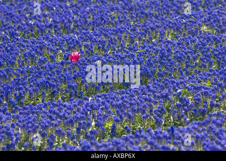 Traube Waldhyazinthe (Muscari spec.), Feld mit einzelnen Tulpe, Niederlande, Norden der Niederlande Stockfoto