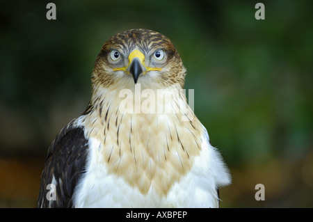 eisenhaltige Bussard (Buteo Regalis), portrait Stockfoto