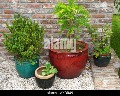 vier Pflanzen in verschiedenen Größen im Garten Stockfoto