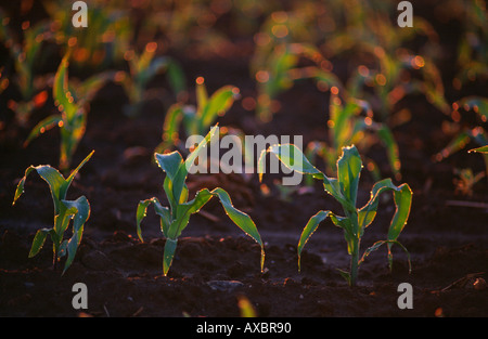 Morgentau auf frühen Mais wächst in nährstoffreichen Boden im Frühsommer in Lancaster County Pennsylvania USA Stockfoto