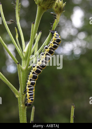 Salat-Hai (Cucullia Lactucae), Raupe auf Fütterung Pflanze Stockfoto