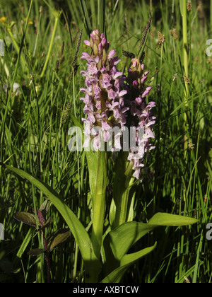 Anfang-Knabenkraut (Dactylorhiza Wurzelsud SSP Wurzelsud), blühenden Pflanzen in einen Sumpf-Wiese Stockfoto