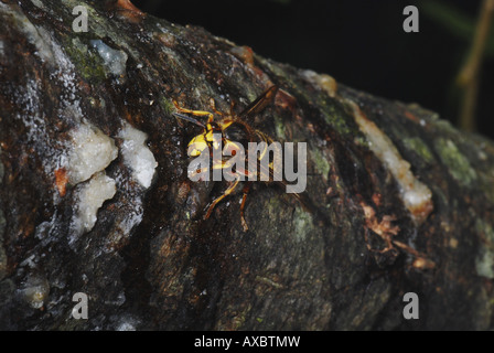 mittlere Wespe (Dolichovespula Media), auf einem Zweig sitzen und trinken sap Stockfoto