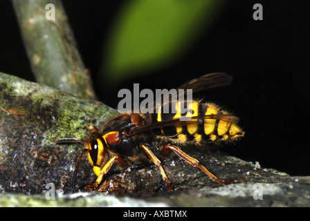 mittlere Wespe (Dolichovespula Media), auf einem Zweig sitzen und trinken sap Stockfoto