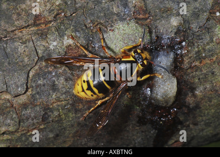 mittlere Wespe (Dolichovespula Media), auf einem Zweig sitzen und trinken sap Stockfoto