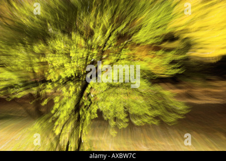 zoomt von Laub auf den Bäumen Stockfoto