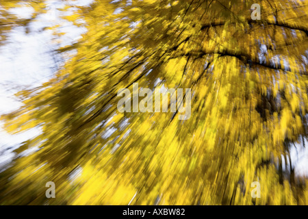 zoomt von Laub auf den Bäumen Stockfoto