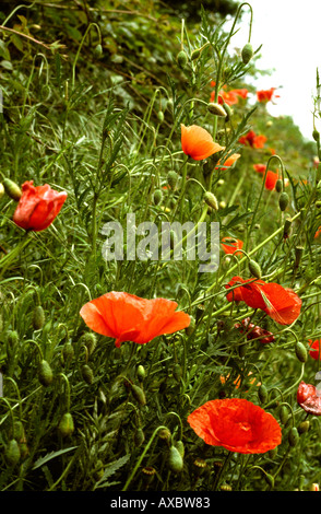 Wilde Blumen Mohnblumen am Rande eines Feldes Stockfoto