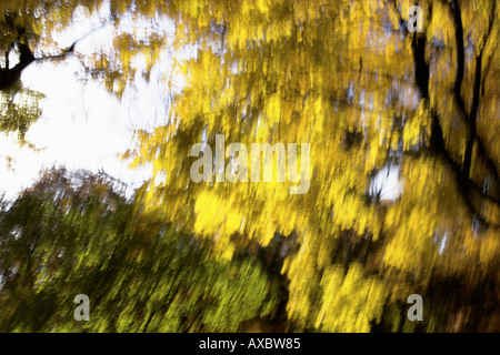 zoomt von Laub auf den Bäumen Stockfoto