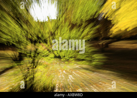 zoomt von Laub auf den Bäumen Stockfoto