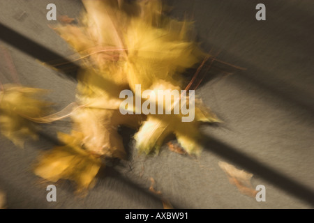 zoomt von Laub auf den Bäumen Stockfoto