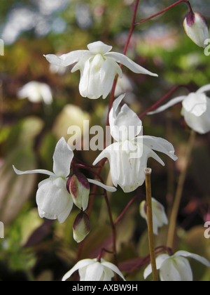 Barrenwort, Goatweed, des Bischofs Hut, Feenflügel (Epimedium Grandiflorum), Nahaufnahme der Blüten Stockfoto