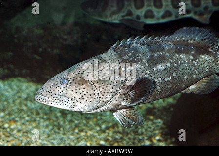 Malabar Zackenbarsch, Malabar Reefcod (Epinephelus Malabaricus, Epinephelus Salmonoides), Schwimmen Stockfoto