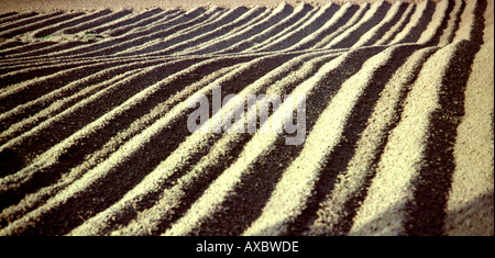 Cheshire Alderley Edge Landwirtschaft Furchen im Acker neu Stockfoto