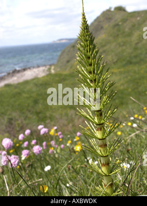 großen Schachtelhalm (Equisetum Telmateja, Equisetum Maximum), einzelne sprießen Stockfoto