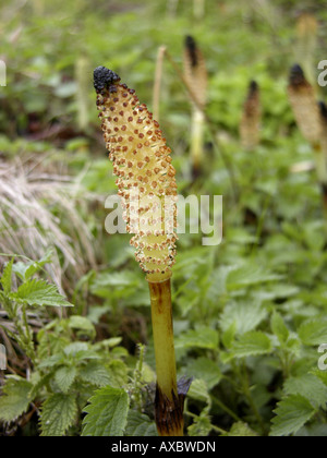 großen Schachtelhalm (Equisetum Telmateja, Equisetum Maximum), fruchtbaren sprießen Stockfoto