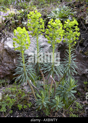 Holz-Wolfsmilch (Euphorbia Amygdaloides), blühende Pflanzen Stockfoto