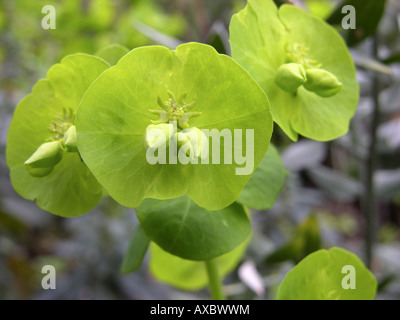 Holz-Wolfsmilch (Euphorbia Amygdaloides), Detail der Blüten Stockfoto