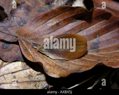 Rotbuche (Fagus Sylvatica), Laub und Buche-Nuss Stockfoto