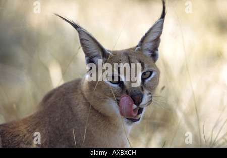 Karakal (Caracal Caracal, Felis Caracal), leckte sein Gesicht, Namibia Stockfoto