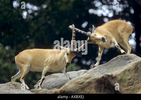 Nubische Steinböcke (Capra Nubiana, Capra Ibex Nubiana), kämpfen Stockfoto