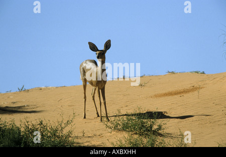 Steinböckchen (Raphicerus Campestris), auf einer Sanddüne, Südafrika, Kalahari Stockfoto