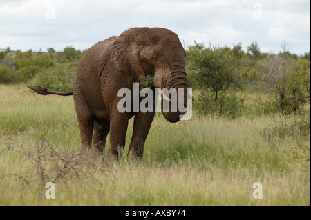 Afrikanische Elefanten im Busch Südafrika Stockfoto