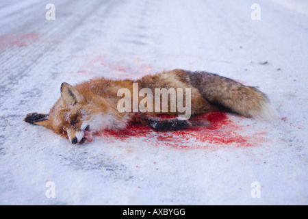 Rotfuchs (Vulpes Vulpes), tot auf Land Straße, Norwegen, Troms, Gratangen Stockfoto