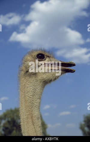 Massai-Strauß, Masai Strauß, nordafrikanischen Strauß (Struthio Camelus Massaicus), Porträt, Südafrika Stockfoto