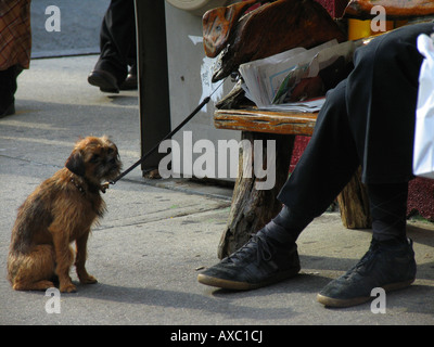 Kleiner Hund an der Leine wartet auf seinen Meister neben einer Bank, USA, Brooklyn, New York Stockfoto