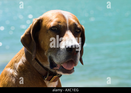 Mischling Hund vor einem sonnigen See Stockfoto